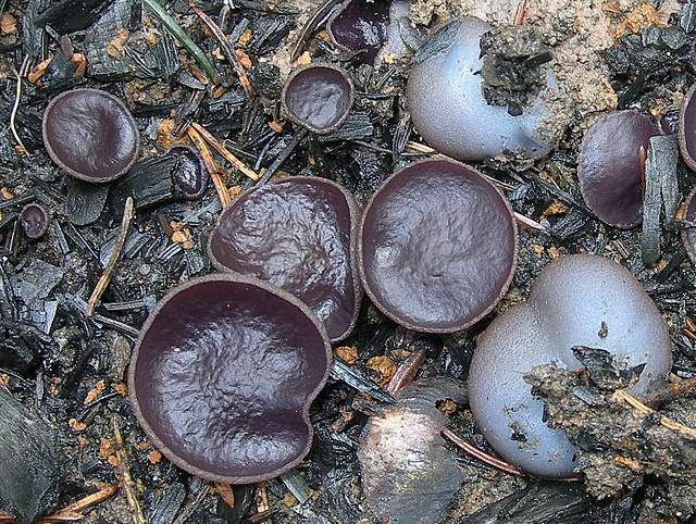 Il Fungo della settimana  (2)   Peziza violacea   Pers.